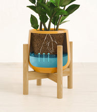 Load image into Gallery viewer, ZZ Plant