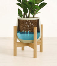 Load image into Gallery viewer, ZZ Plant