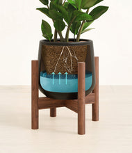 Load image into Gallery viewer, ZZ Plant