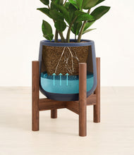Load image into Gallery viewer, ZZ Plant