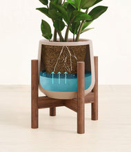 Load image into Gallery viewer, ZZ Plant