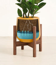 Load image into Gallery viewer, ZZ Plant