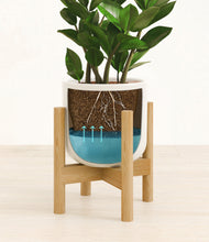 Load image into Gallery viewer, ZZ Plant