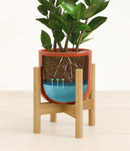 Load image into Gallery viewer, ZZ Plant