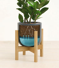 Load image into Gallery viewer, ZZ Plant