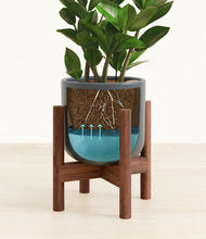 Load image into Gallery viewer, ZZ Plant