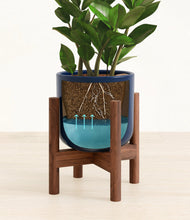 Load image into Gallery viewer, ZZ Plant