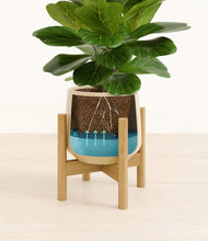 Load image into Gallery viewer, Almond Green stand:bamboo