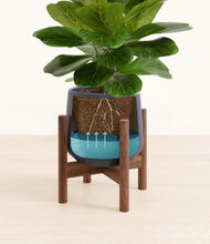 Load image into Gallery viewer, Deep Navy stand:walnut