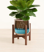 Load image into Gallery viewer, Eternal Gray stand:walnut