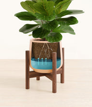 Load image into Gallery viewer, Gentle Pink stand:walnut