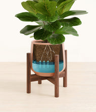 Load image into Gallery viewer, Turquoise stand:walnut