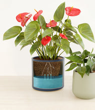 Load image into Gallery viewer, Coastal Breeze