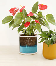 Load image into Gallery viewer, Tiger Lily