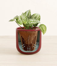 Load image into Gallery viewer, Striped Cherry Red stand:all