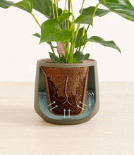 Load image into Gallery viewer, Olive stand:all