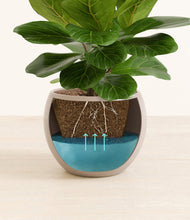 Load image into Gallery viewer, Desert Brown