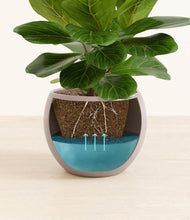 Load image into Gallery viewer, Winter Clouds