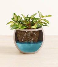 Load image into Gallery viewer, Desert Brown