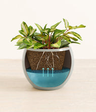 Load image into Gallery viewer, Deep Ocean