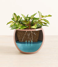 Load image into Gallery viewer, Calm Rose