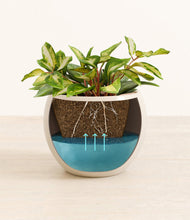 Load image into Gallery viewer, Shiny EggWhite