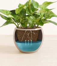 Load image into Gallery viewer, Desert Brown