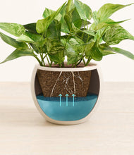 Load image into Gallery viewer, Shiny EggWhite