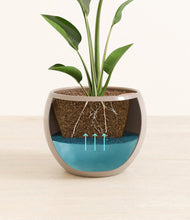 Load image into Gallery viewer, Desert Brown