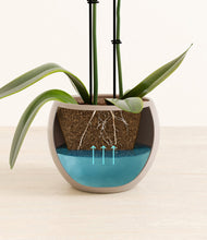 Load image into Gallery viewer, Desert Brown