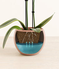 Load image into Gallery viewer, Calm Rose