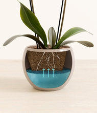 Load image into Gallery viewer, Desert Brown