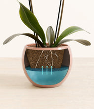 Load image into Gallery viewer, Calm Rose