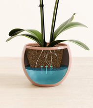 Load image into Gallery viewer, Calm Rose