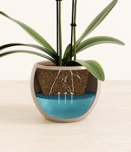 Load image into Gallery viewer, Desert Brown