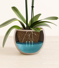 Load image into Gallery viewer, Desert Brown