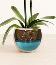 Load image into Gallery viewer, Shiny EggWhite