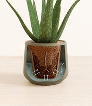 Load image into Gallery viewer, Olive stand:all