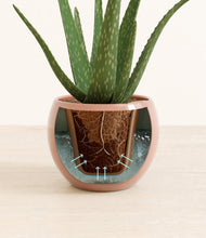 Load image into Gallery viewer, Calm Rose stand:all