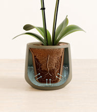 Load image into Gallery viewer, Olive stand:all