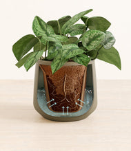 Load image into Gallery viewer, Olive stand:all