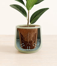 Load image into Gallery viewer, Turquoise stand:all