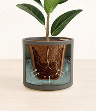 Load image into Gallery viewer, Dark Olive stand:all