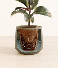 Load image into Gallery viewer, Olive stand:all
