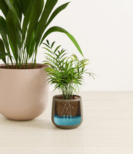 Lade das Bild in den Galerie-Viewer, Olive Branch stand:all