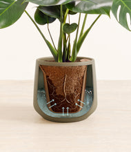 Lade das Bild in den Galerie-Viewer, Olive stand:all