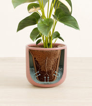 Load image into Gallery viewer, Striped Rose Pink stand:all