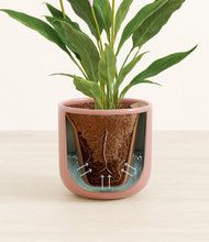 Load image into Gallery viewer, Striped Rose Pink stand:all