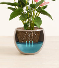 Load image into Gallery viewer, Desert Brown