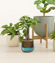 Load image into Gallery viewer, Woodland stand:two_stands